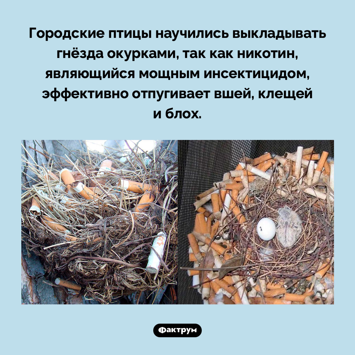 Городские птицы выкладывают гнёзда окурками - свежие новости на Toplenta по теме табак