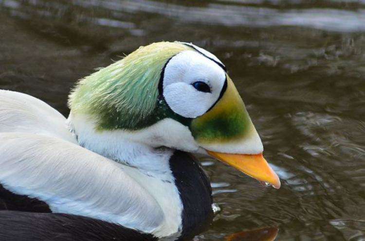 26 животных, которых природа создавала, будучи в игривом настроении - свежие новости на Toplenta по теме животные