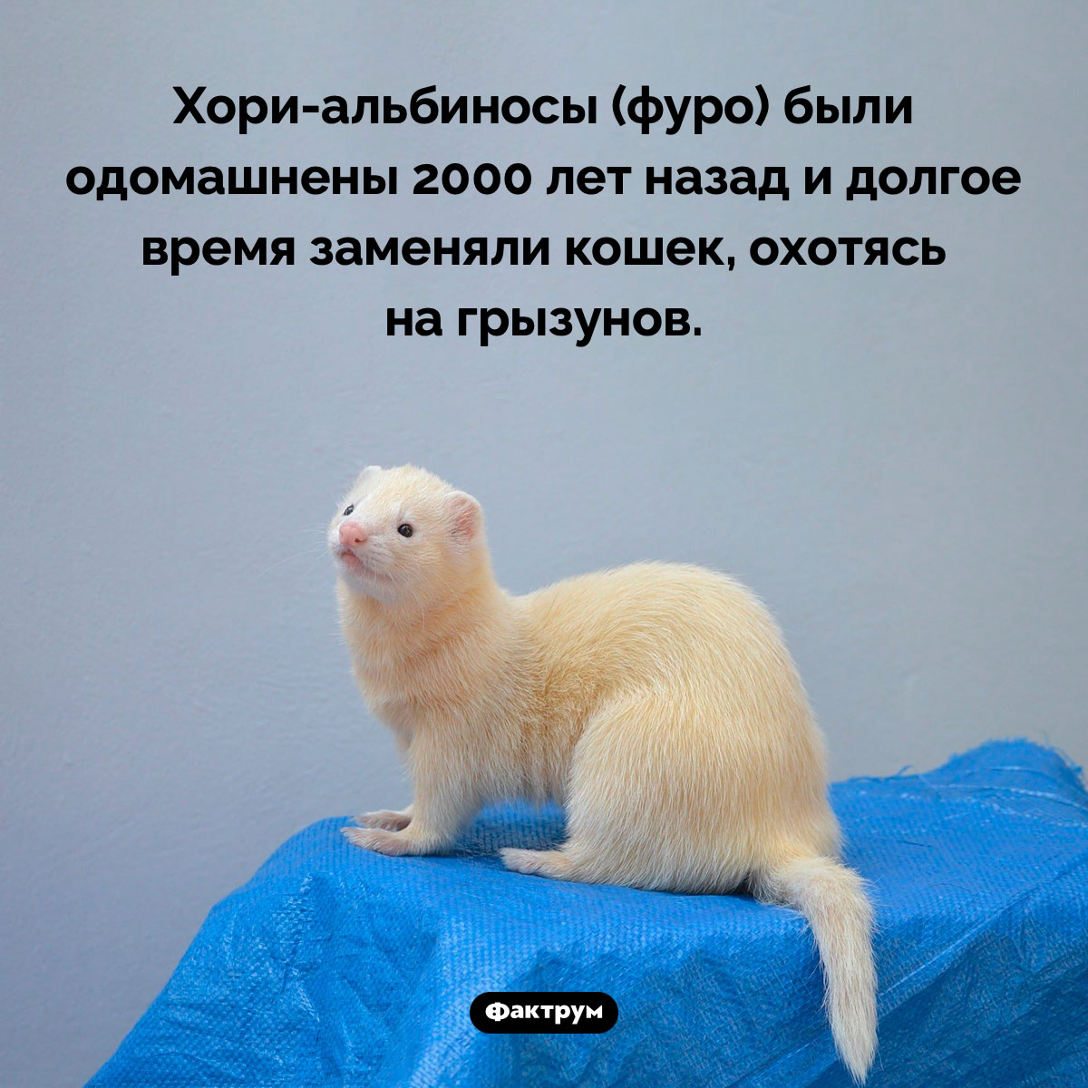 Одомашненные хори заменяли кошек - свежие новости на Toplenta по теме Домашние