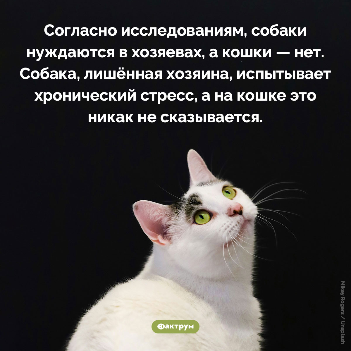 Кошка не нуждается в хозяине - свежие новости на Toplenta по теме Факты в картинках