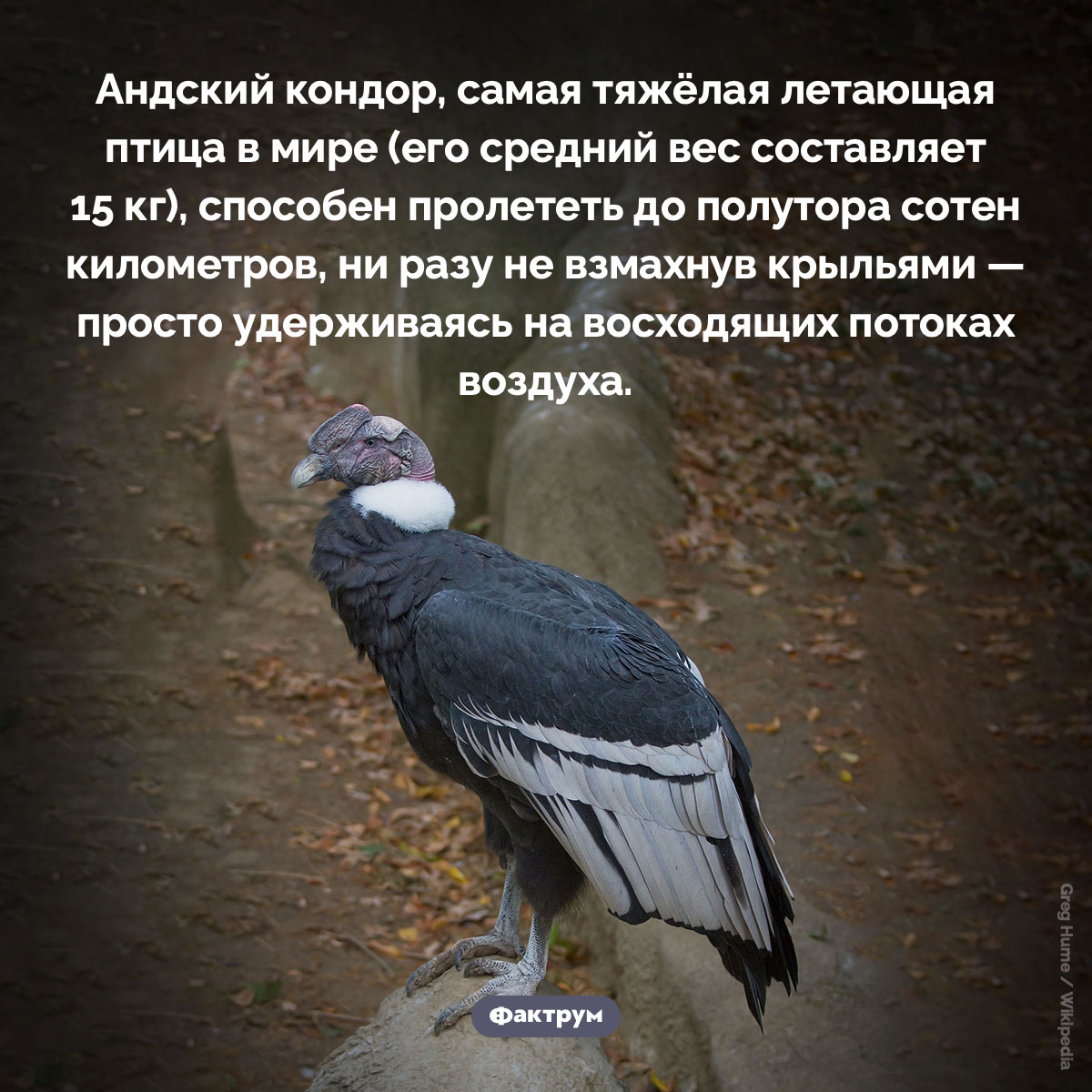 Андский кондор преодолевает огромные расстояния, не маша крыльями - свежие новости на Toplenta по теме Факты в картинках