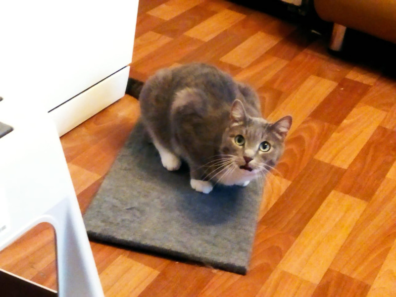 Тёма на любимом коврике - свежие новости на Toplenta по теме Среда