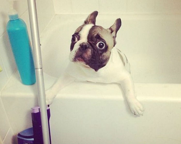 17 фото животных, которые сделают все, чтобы только их не мыли - свежие новости на Toplenta по теме Домашние