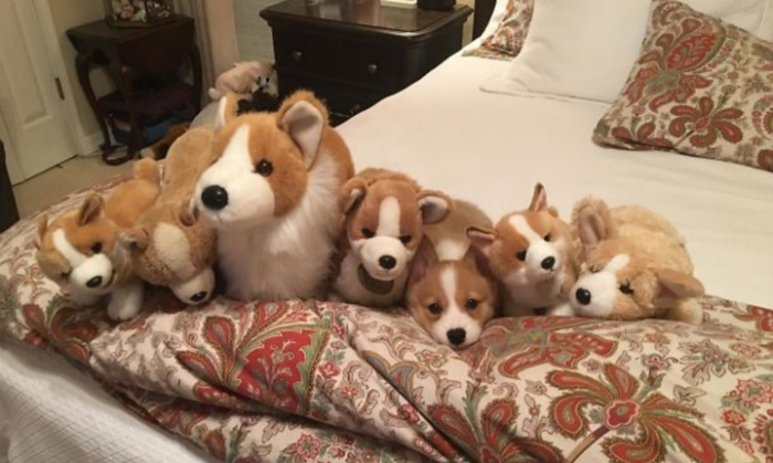 Третий лишний: мастера маскировки, которых не найдет даже индеец Острый Глаз - похожая новость на Toplenta