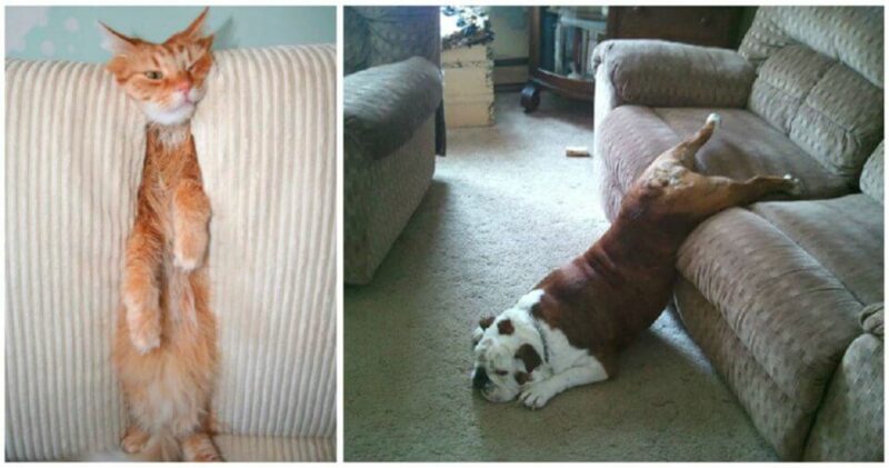 25 домашних животных, которые понятия не имеют, как работает мебель - свежие новости на Toplenta по теме Домашние