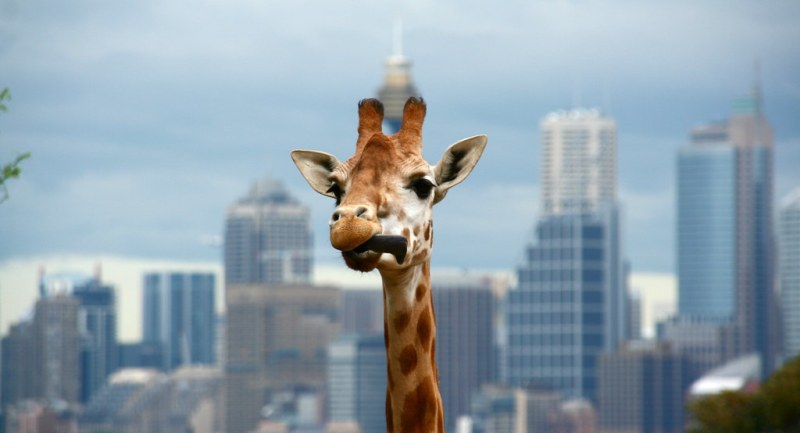 Вы не задумывались над тем, как спят жирафы? - свежие новости на Toplenta по теме ванна