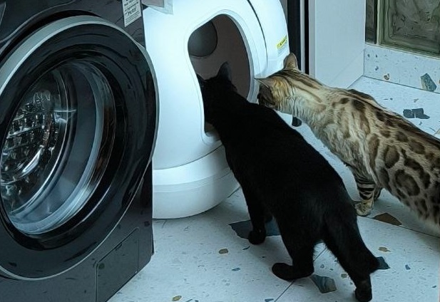 Кибер-сортир))) - свежие новости на Toplenta по теме Сос