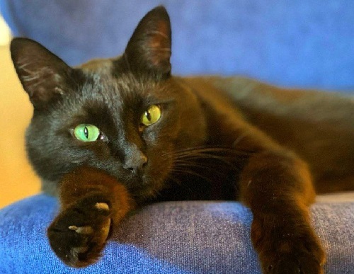 Котуха-борцуха! - свежие новости на Toplenta по теме Сос