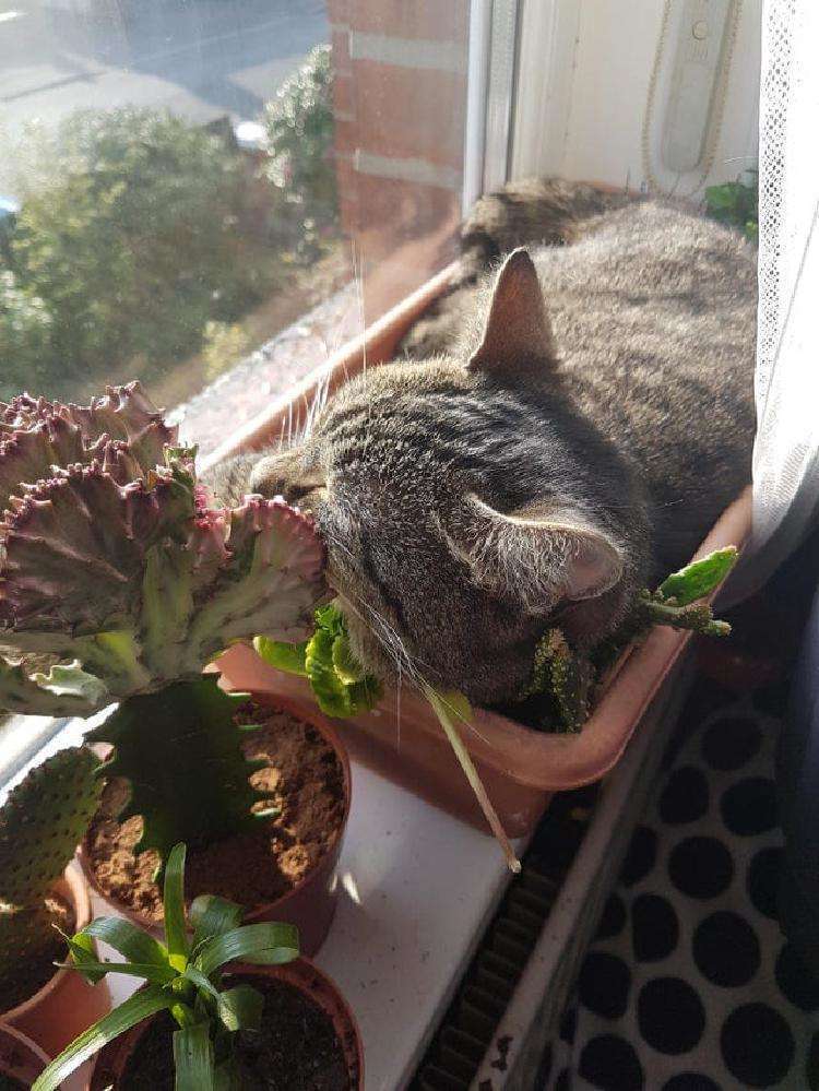 17 фото животных, перешедших все грани разумного в своём нахальстве - свежие новости на Toplenta