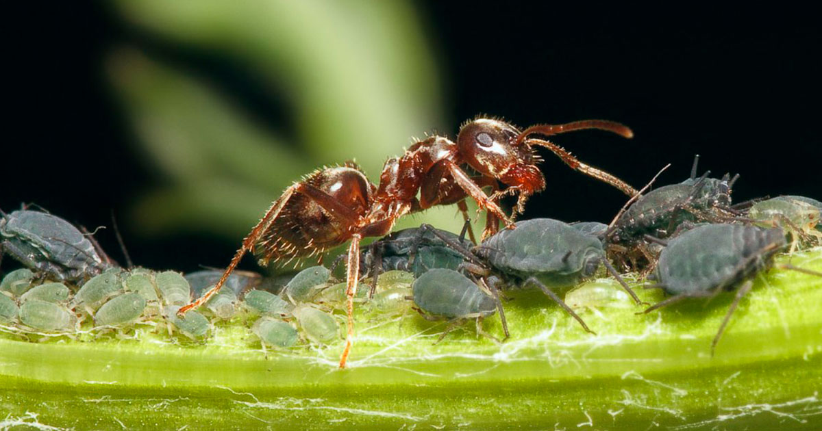 «Домашний скот» муравьёв - свежие новости на Toplenta по теме Факт