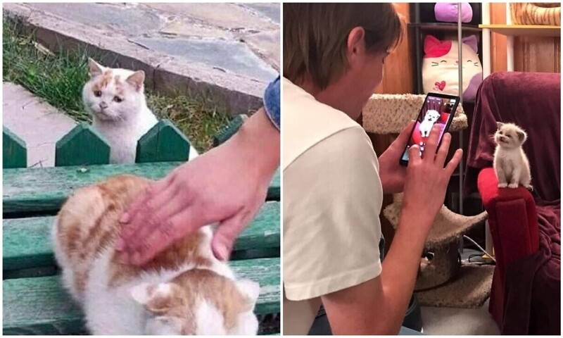 30 смешных котеек, которые подарят добрую порцию позитива - свежие новости на Toplenta по теме Домашние