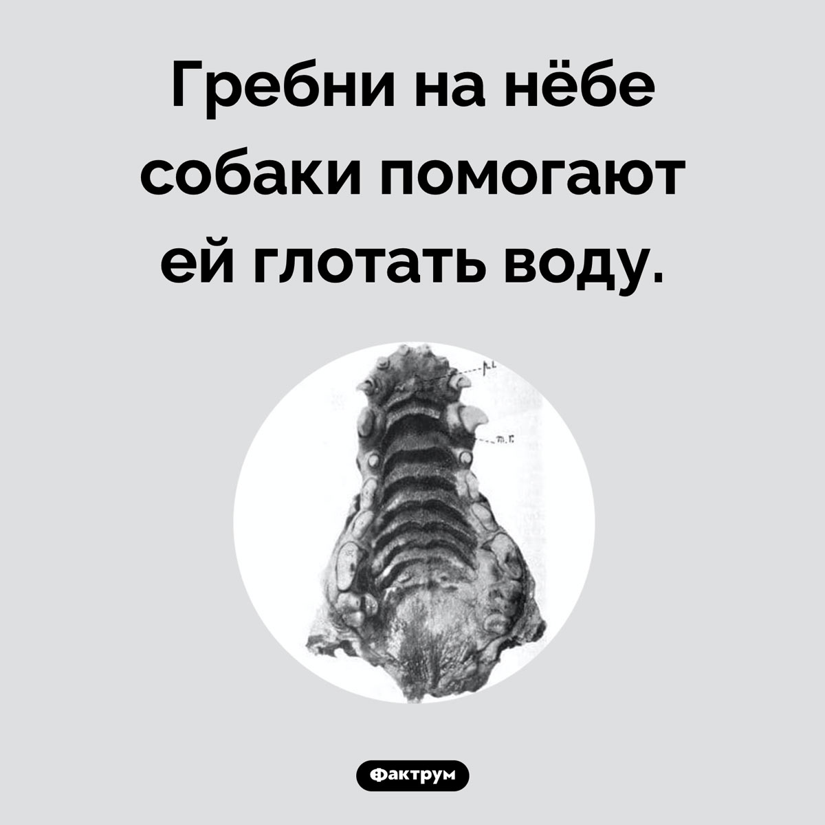 Зачем собакам гребни на нёбе - свежие новости на Toplenta по теме Факты в картинках