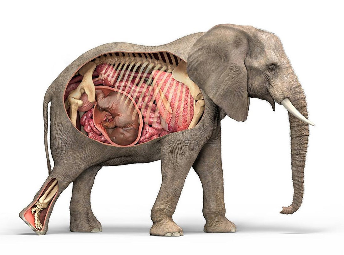 Сколько длится самая длинная беременность у животных - свежие новости на Toplenta по теме МИР