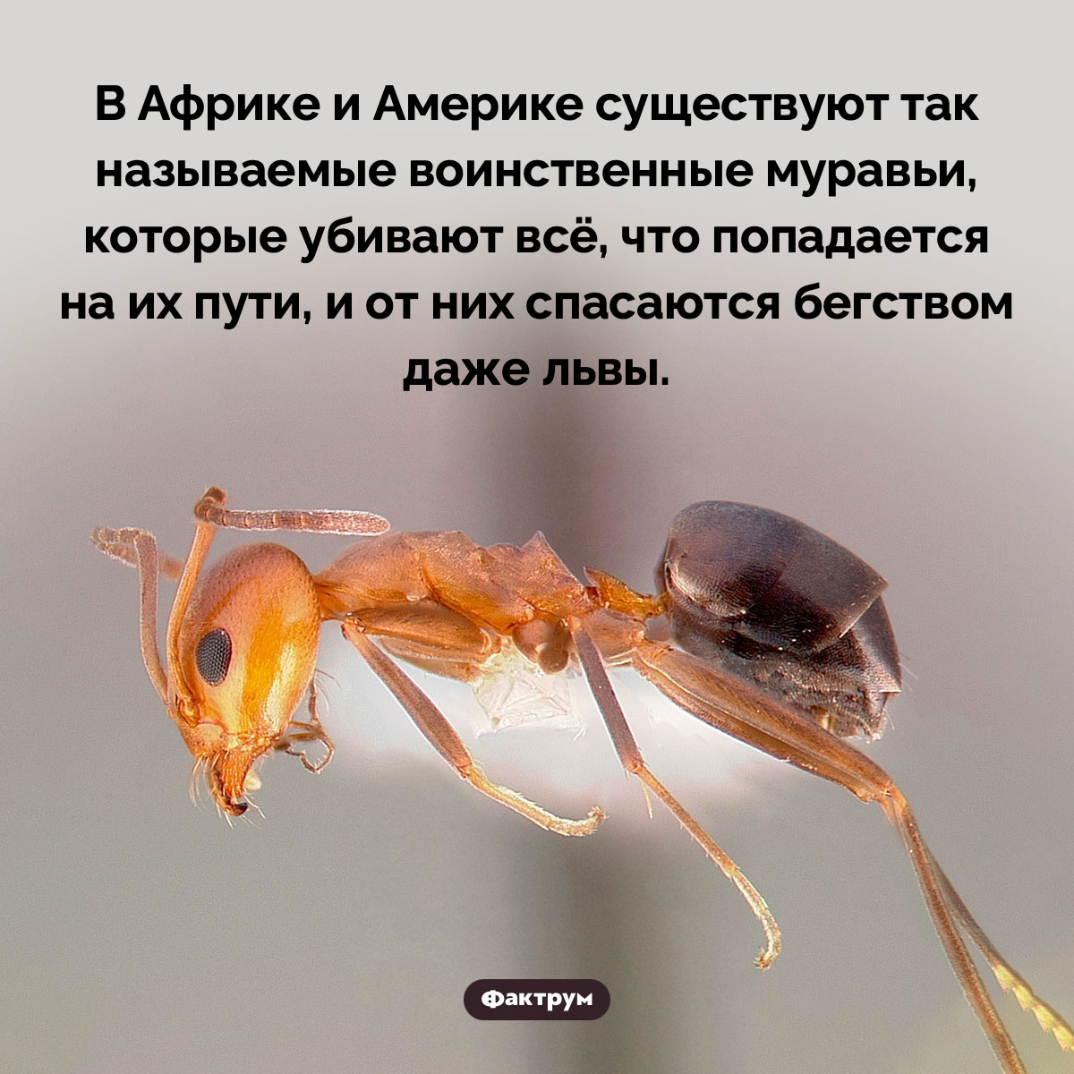 Воинственные муравьи - свежие новости на Toplenta по теме Факт