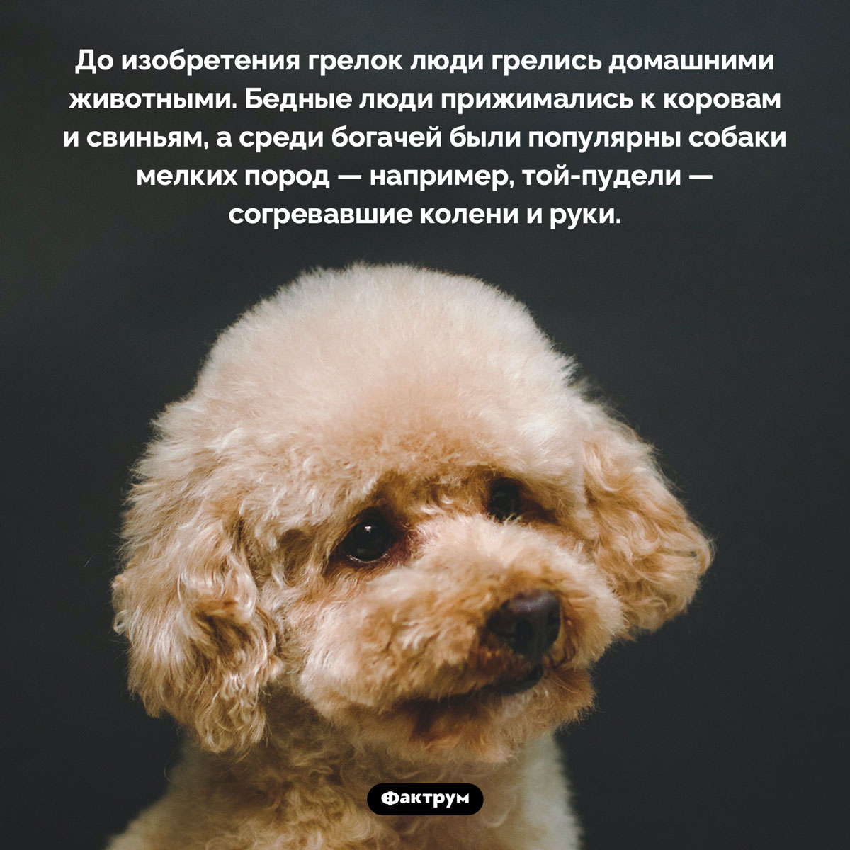 Люди грелись пуделями - свежие новости на Toplenta по теме Свиньи