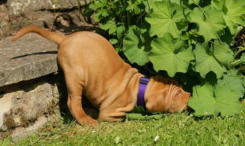 30 собак в самых невообразимых позах во сне - свежие новости на Toplenta по теме поза