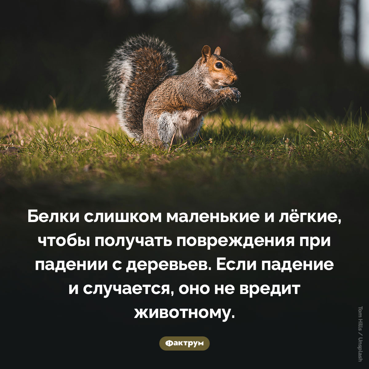 Падение с деревьев не наносит белкам вреда - свежие новости на Toplenta по теме Факты в картинках