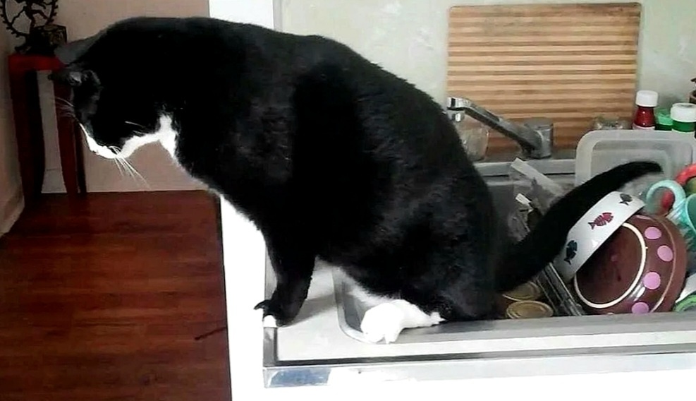 Коты, застигнутые врасплох: 15 эпичных моментов, когда хозяева не вовремя вернулись домой - свежие новости на Toplenta по теме Домашние