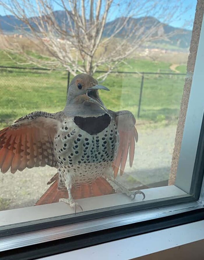 50 дурацких, смешных и неприличных фотографии животных - похожая новость на Toplenta