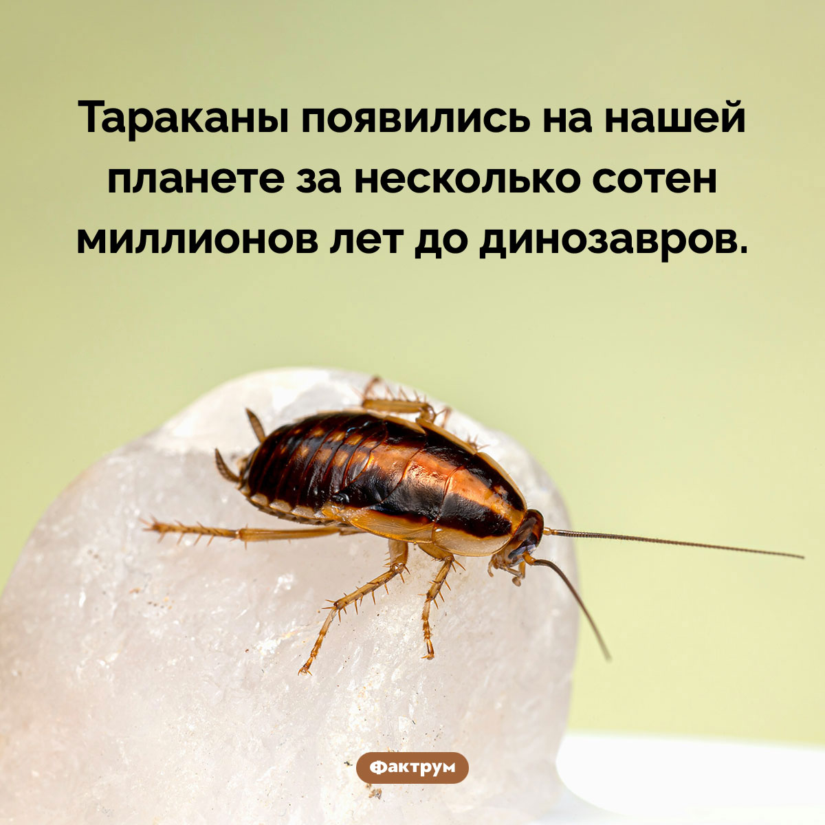 Тараканы старше динозавров - свежие новости на Toplenta по теме Наук