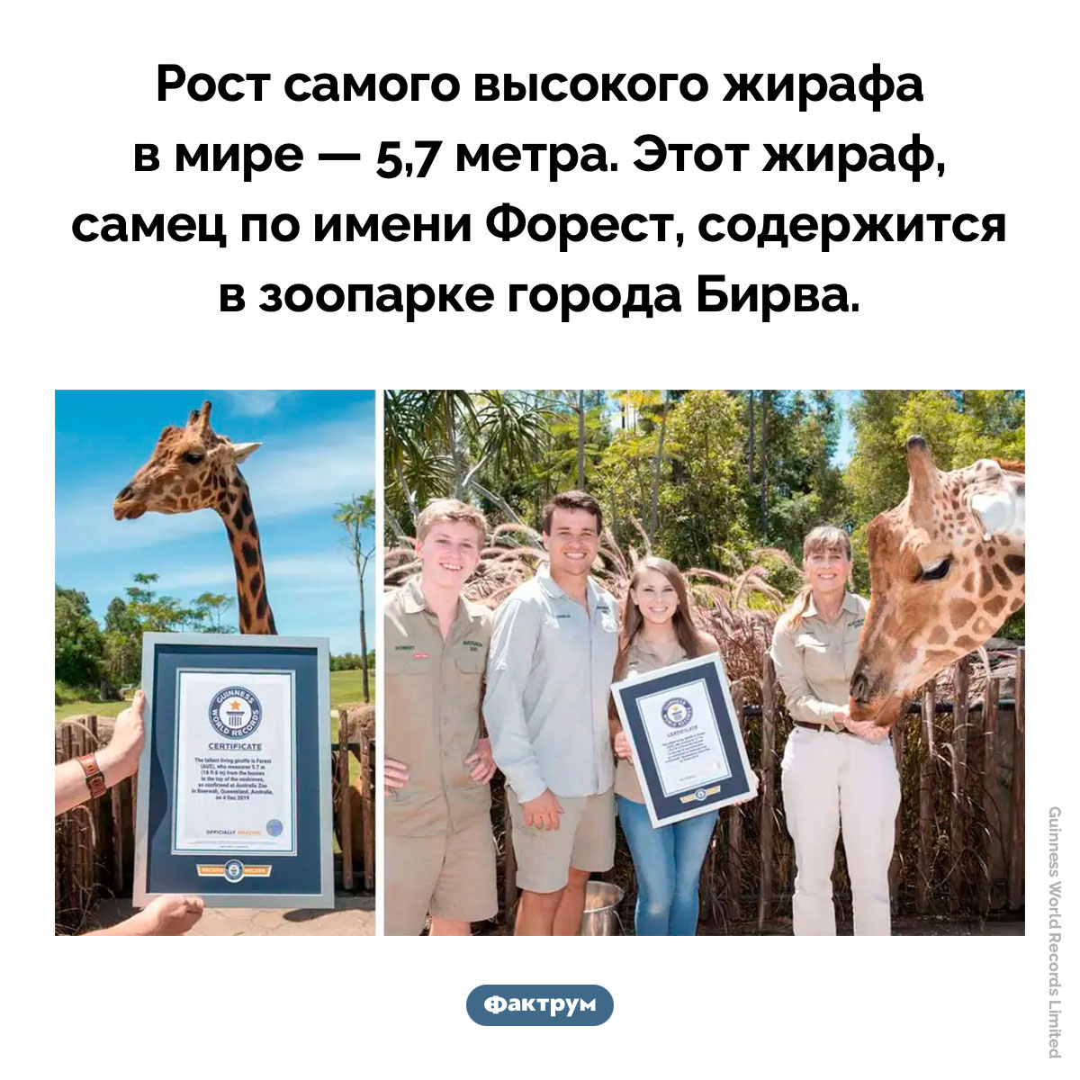 Самый высокий жираф в мире - свежие новости на Toplenta по теме Книга рекордов гиннесса