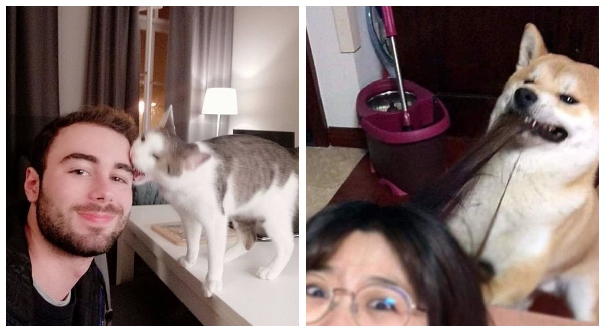 15 своенравных животных, которые не хотят фотографироваться - свежие новости на Toplenta по теме Тест