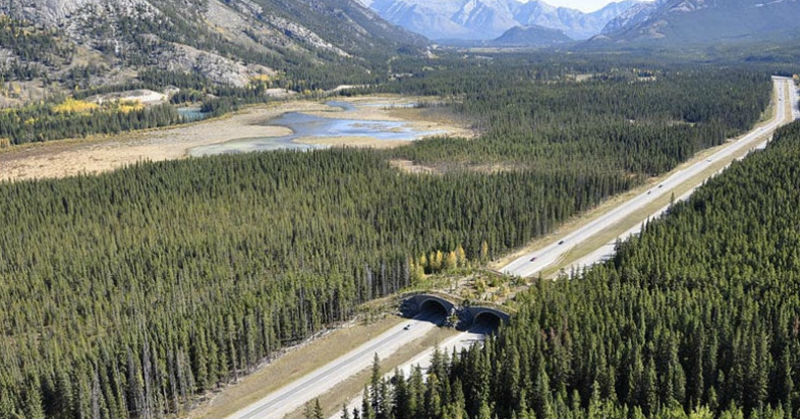 Пешеходные мосты для животных - свежие новости на Toplenta по теме Переход