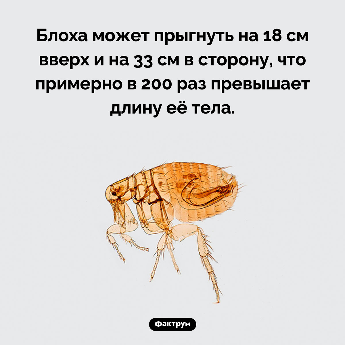 Самый эффективный прыгун в мире - свежие новости на Toplenta по теме Факт