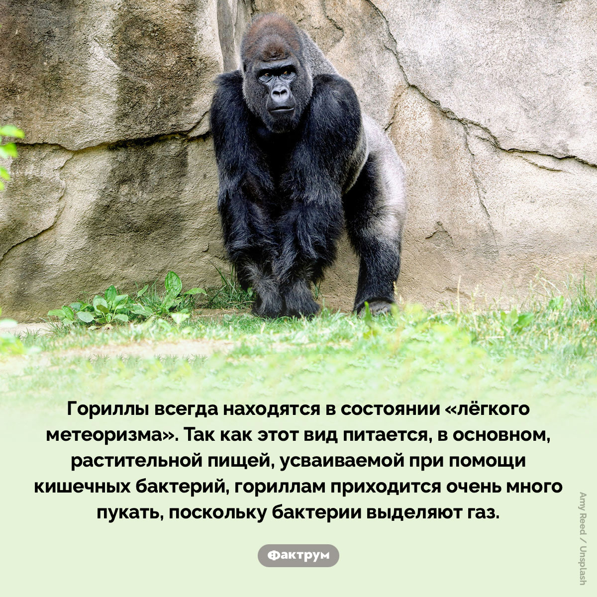 У всех горилл метеоризм - свежие новости на Toplenta по теме Факты в картинках