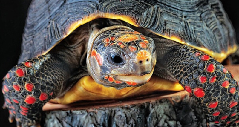 Пропавшую домашнюю черепаху нашли спустя 30 лет. Она все время была дома - похожая новость на Toplenta