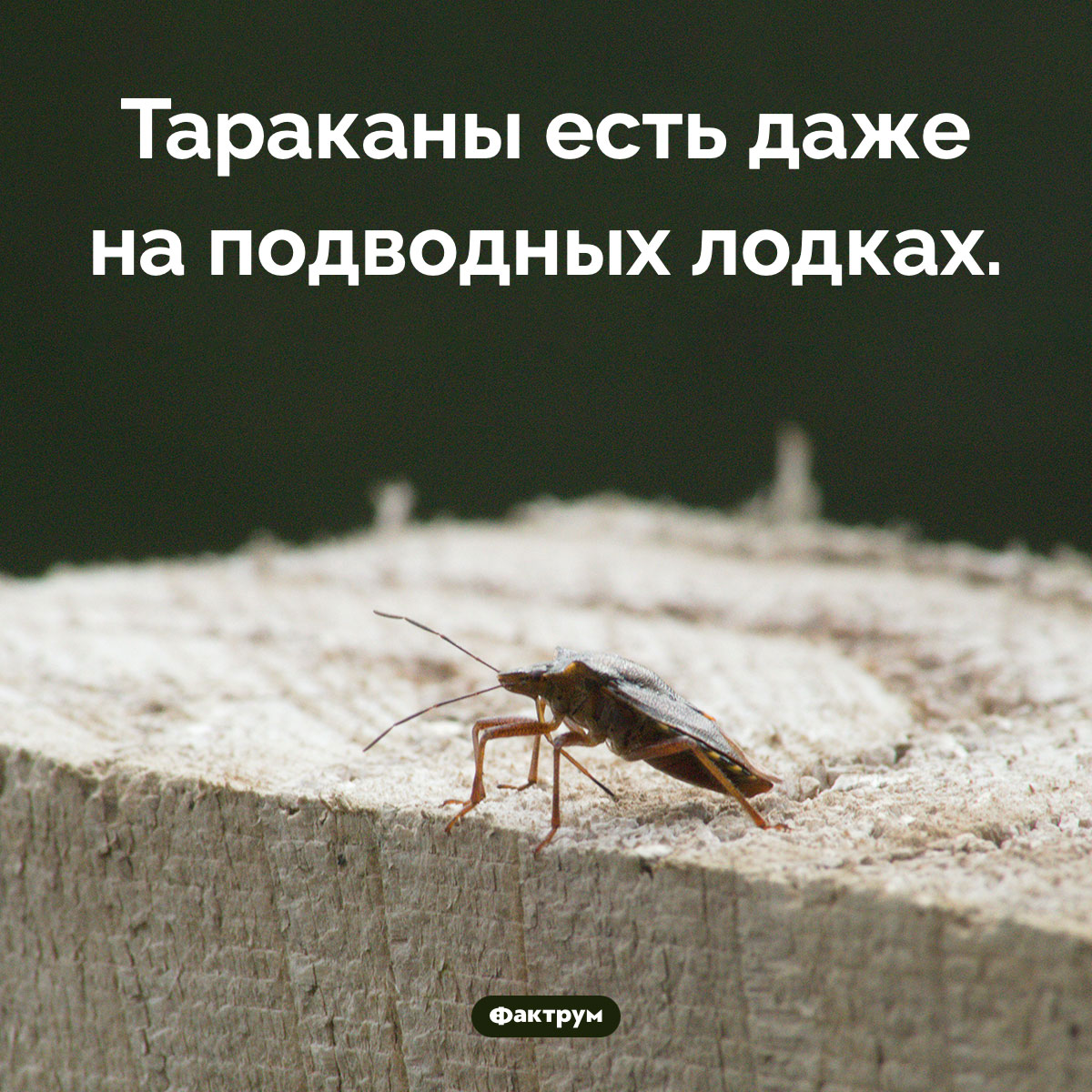 На подводных лодках тоже живут тараканы - свежие новости на Toplenta по теме под