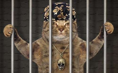 Преступная жизнь котэ - свежие новости на Toplenta по теме ВАР