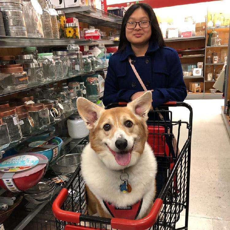 Женщина поехала за обычным корги, а получила 25 килограммов собаки. Он тоже корги — только огромный - свежие новости на Toplenta по теме животные