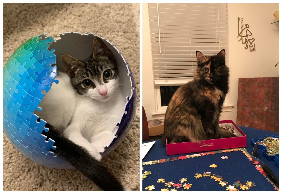 «Мурзик, ну не мешай!»: 22 доказательства того, что с котами пазлы не пособираешь - свежие новости на Toplenta по теме Домашние