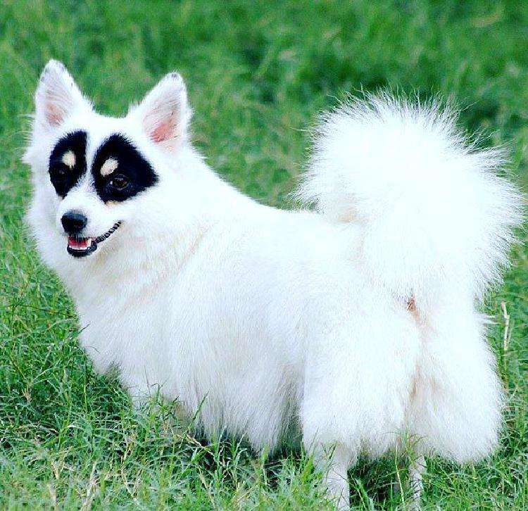 Имя этой собаки угадывает каждый прохожий, а всё потому что её окрас подсказывает правильный ответ - свежие новости на Toplenta по теме животные