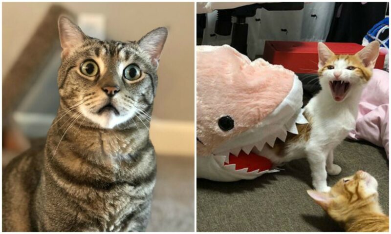 40 невероятно драматичных котиков, у которых почему-то еще нет «Оскара» - свежие новости на Toplenta по теме драма