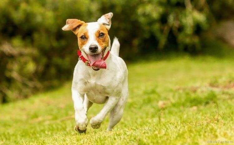 На какую породу собаки похож каждый знак Зодиака - свежие новости на Toplenta по теме гороскоп