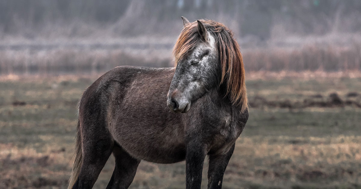 Какие животные могут спать стоя - похожая новость на Toplenta