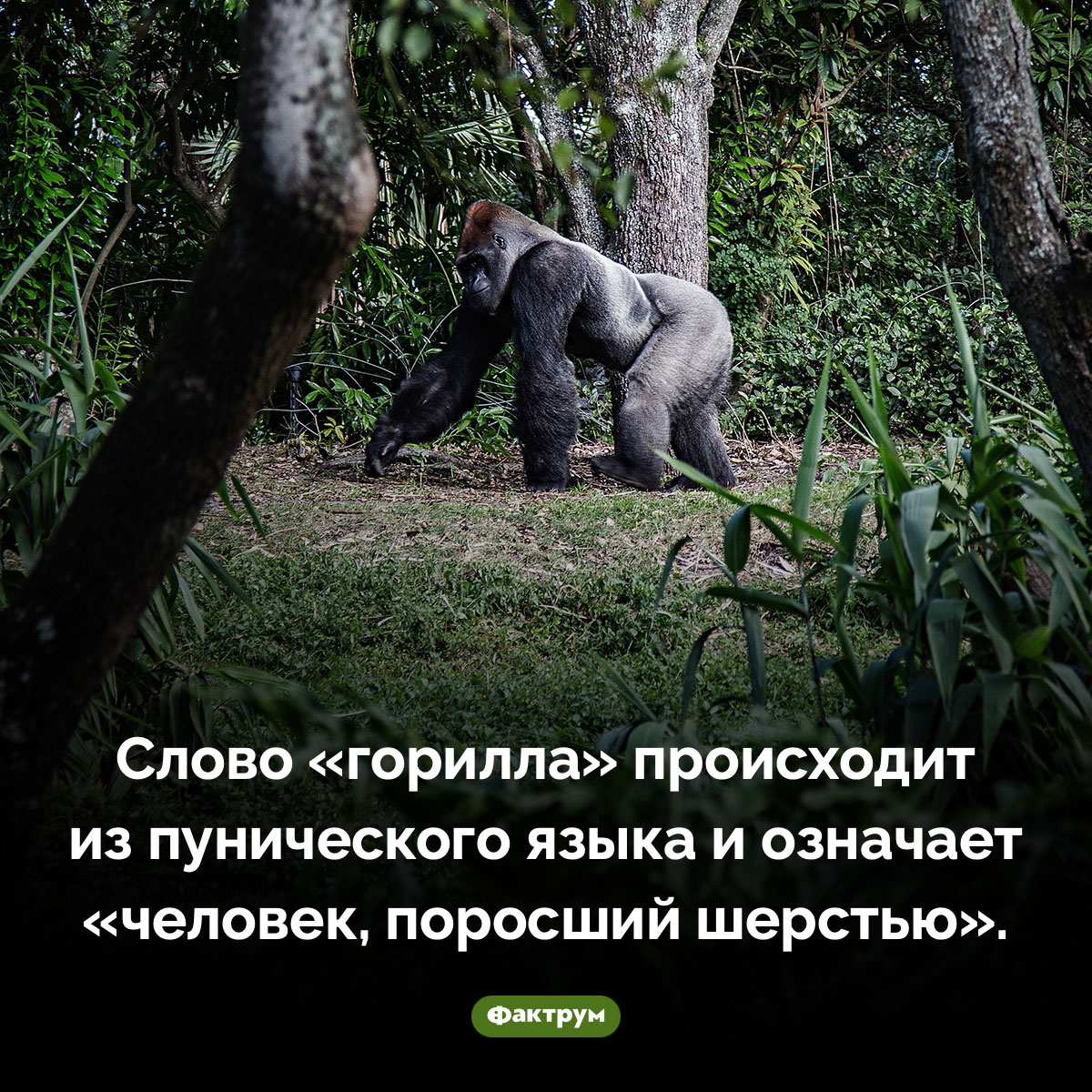 Буквальный перевод слова «горилла» — «поросший шерстью человек» - свежие новости на Toplenta по теме Обезьян