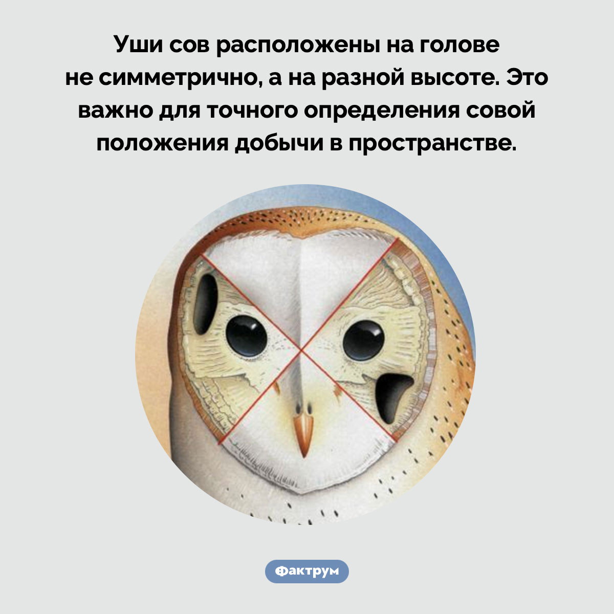 Почему у сов асимметричные уши - свежие новости на Toplenta по теме Факты в картинках