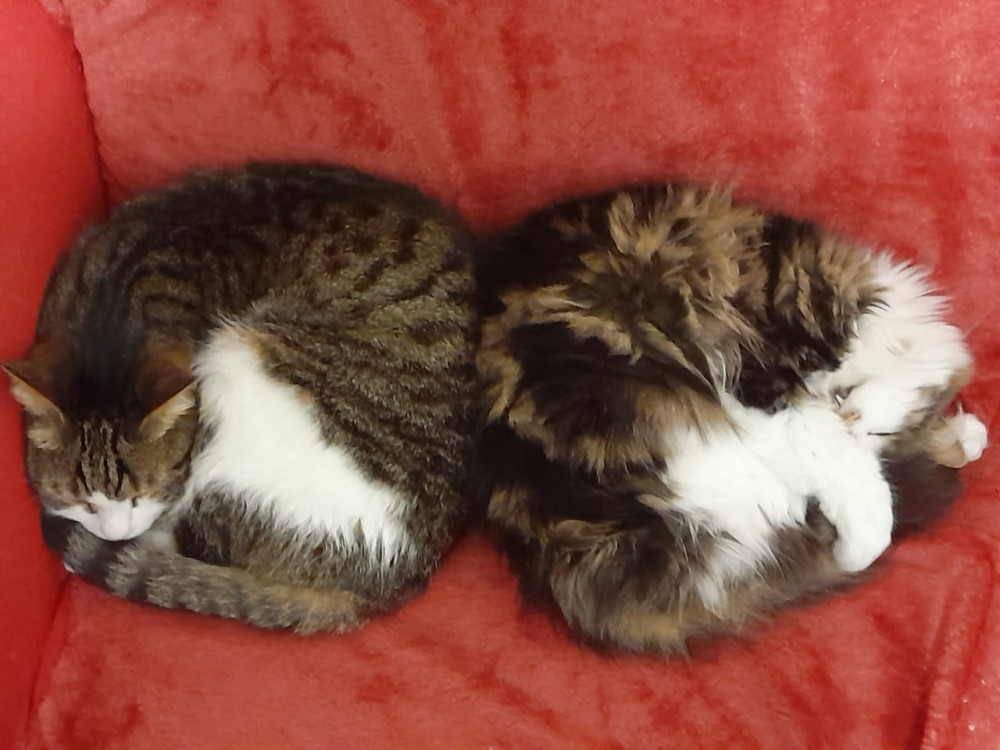 Нафаня присматривает за Масиком и Пыжиком - свежие новости на Toplenta по теме ири