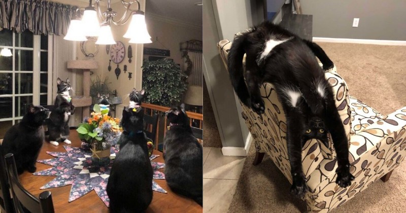 Сбой в кошачьей матрице: 24 забавные фото кошек, которые «зависли» - свежие новости на Toplenta по теме под