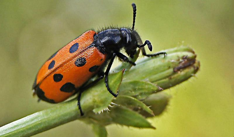 Рейтинг опасности ядовитых насекомых России: Зная это, вы будете защищены на всё лето - свежие новости на Toplenta по теме Даль