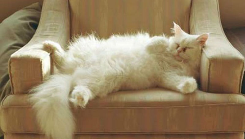 Как ваша кошка пытается с вами поговорить - свежие новости на Toplenta по теме го