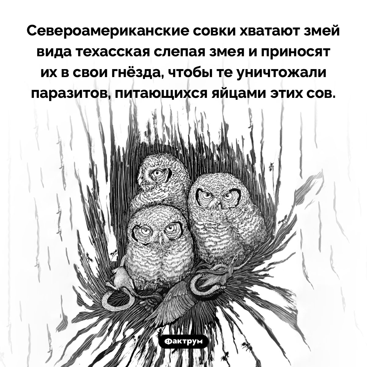 Североамериканские совки держат в своих гнёздах змей - свежие новости на Toplenta по теме Интерес