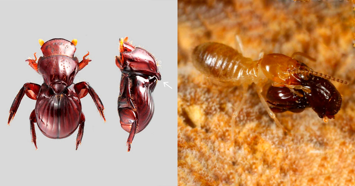 Жук с ручкой - свежие новости на Toplenta по теме Факт