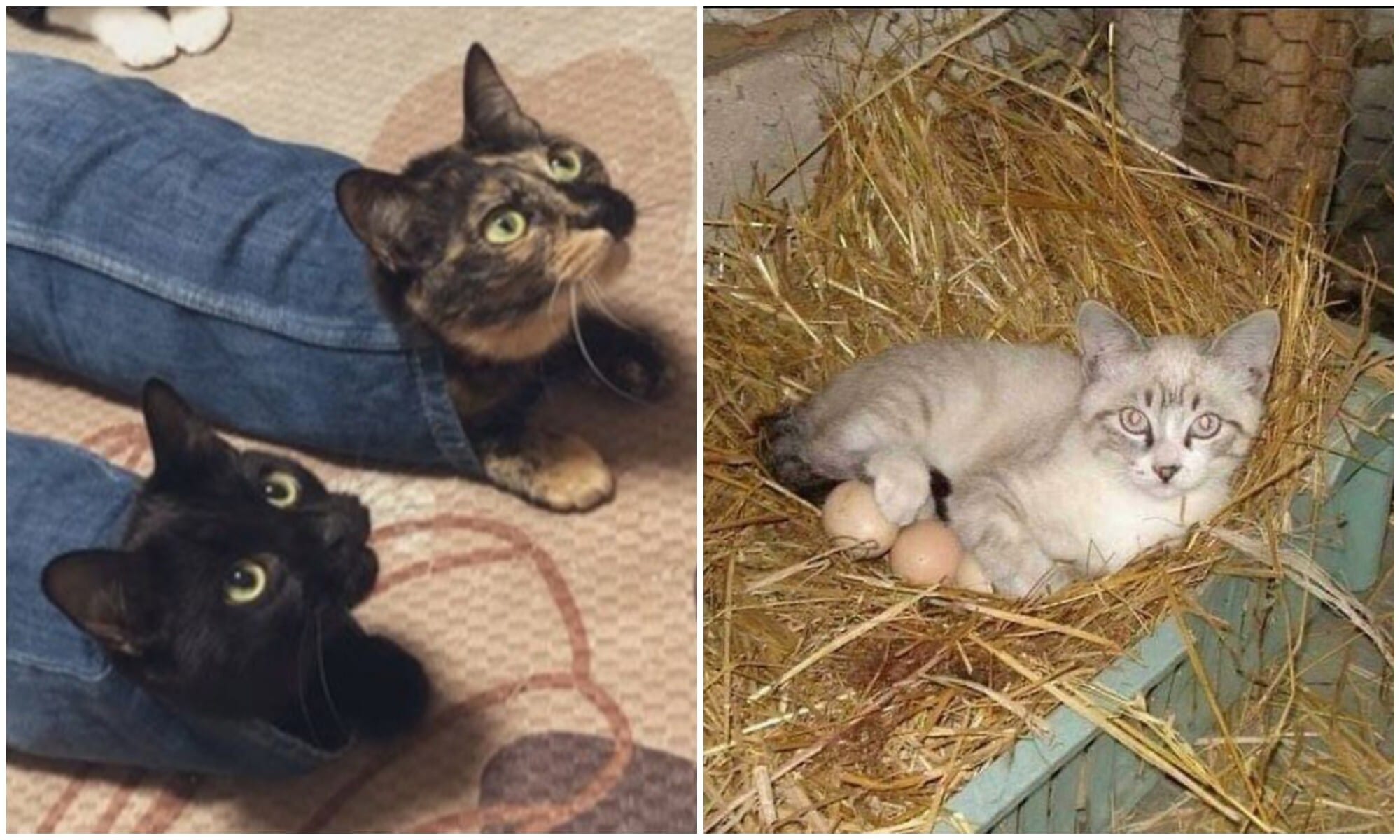 «Я – кот. Мне так удобно»: 20+ котеек, которые оказались в самых неожиданных местах - свежие новости на Toplenta по теме под