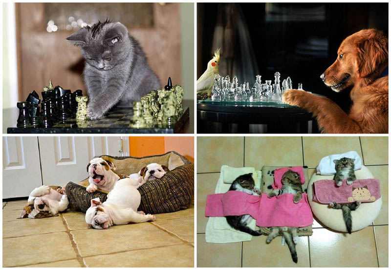 Почему кошки лучше собак - свежие новости на Toplenta по теме Домашние