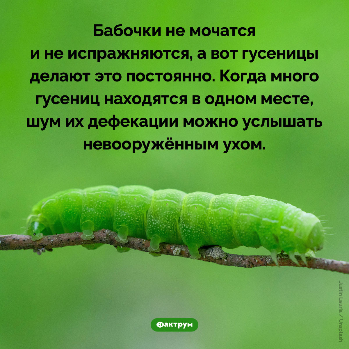 Бабочки не мочатся и не испражняются, а вот гусеницы делают это постоянно - свежие новости на Toplenta по теме очки