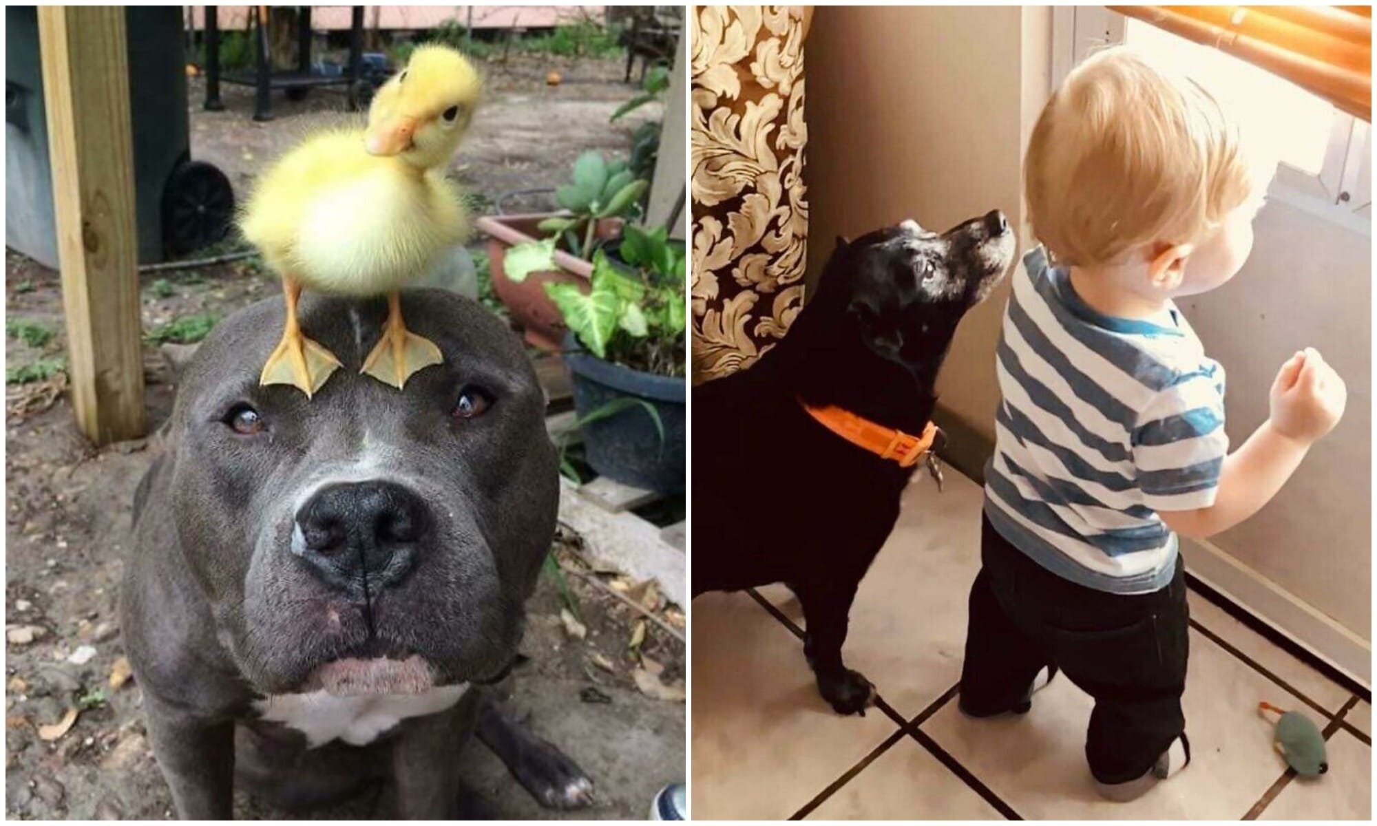 Мы для них — вся жизнь: 20+ фото с собаками, которые греют душу - актуальные новости по теме душа на Toplenta